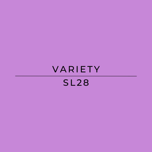 Purple background with 'VARIETY SL28' text