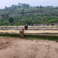 Mbare washing station, ladies sorting coffee beans on raised beds