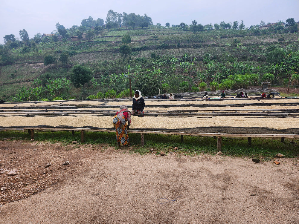 Mbare washing station, ladies sorting coffee beans on raised beds