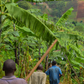 Coffee farmers walking down the mountain in Burundi