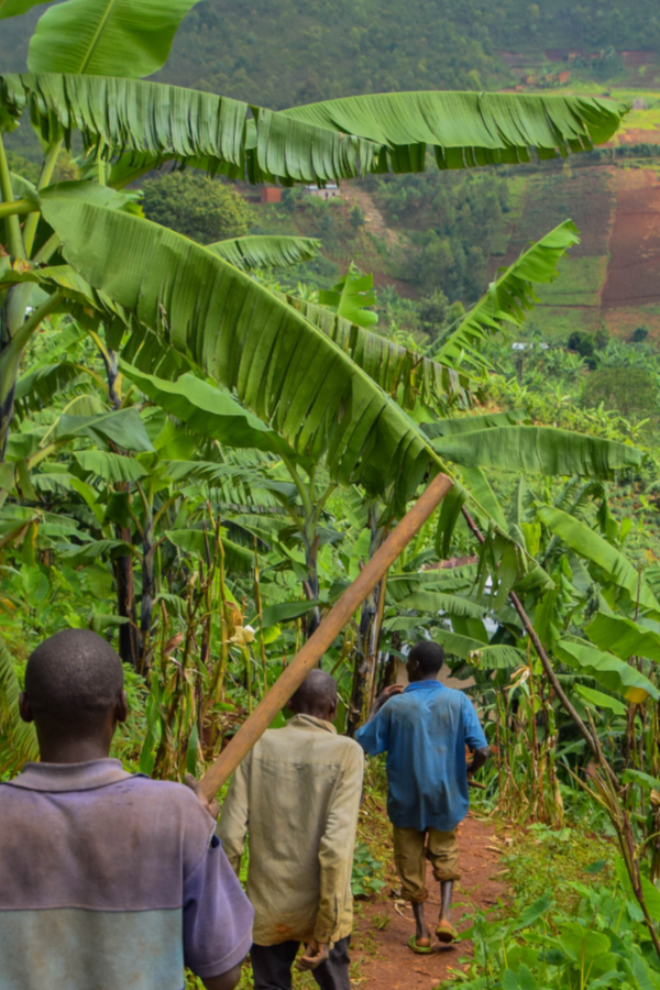 Coffee farmers walking down the mountain in Burundi