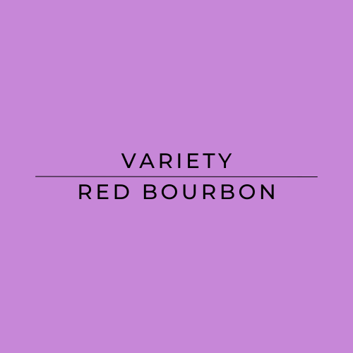 Variety Red Bourbon Mutambu lot 45