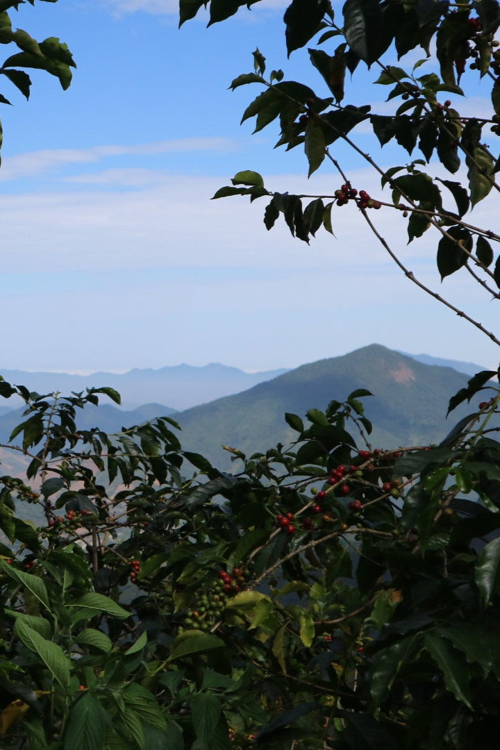 Photo of Coffee Cherries with mountains in the background