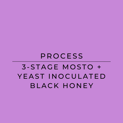 A solid purple graphic with centered black text reading 'PROCESS' and '3-STAGE MOSTO + YEAST INOCULATED BLACK HONEY'.
