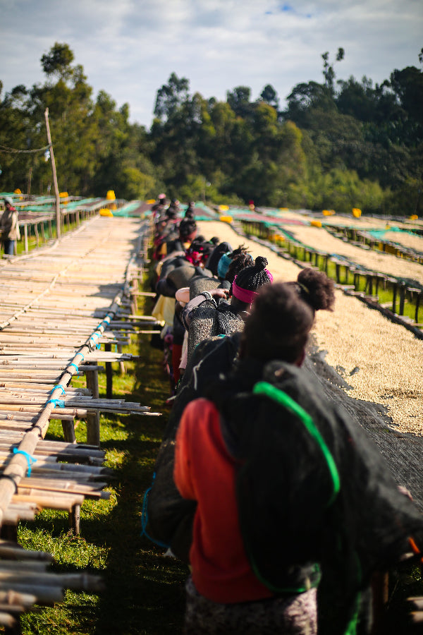 Raised African beds for sorting coffee beans in Ethiopia