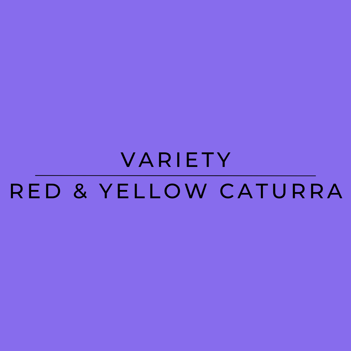 Really Good Decaf Colombian Coffee Bean Variety - Red & Yellow Caturra | Harmony Coffee