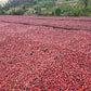 Red coffee cherries spread out on raised beds with greenery in the background