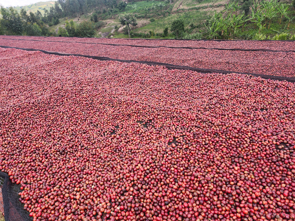 Red coffee cherries spread out on raised beds with greenery in the background