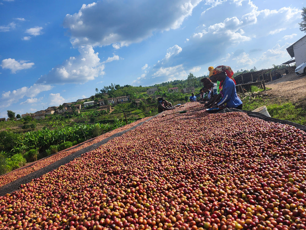 Coffee cherries spread out to dry under a blue sky with scattered clouds.