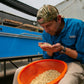 Alfonso sorting sidra coffee parchment at his farm San Augustin in Ecuador