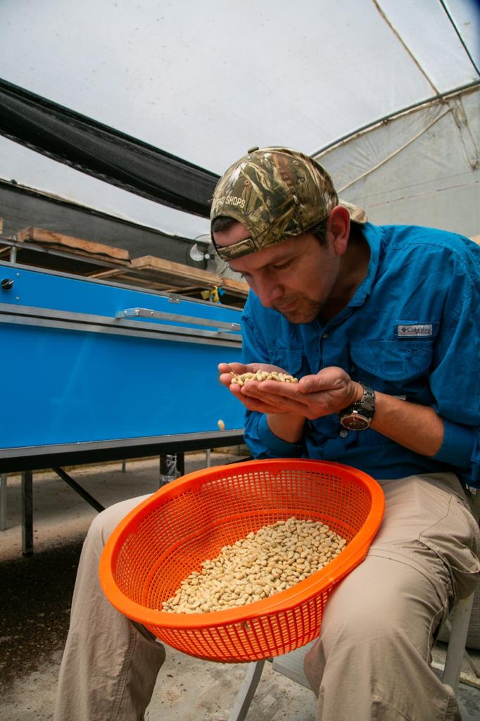 Alfonso sorting sidra coffee parchment at his farm San Augustin in Ecuador