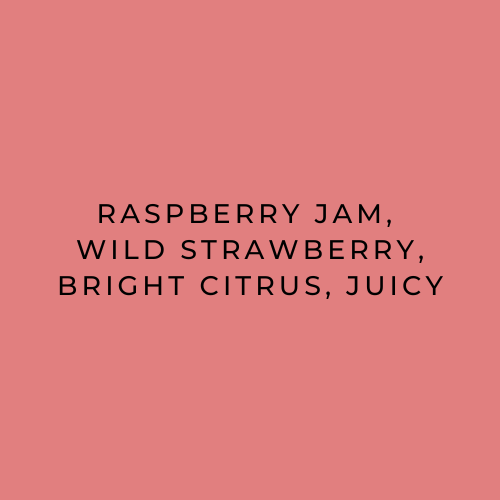 San Augustin Flavour Descriptions: Raspberry Jam, Wild Strawberry, Bright Citrus, Juicy