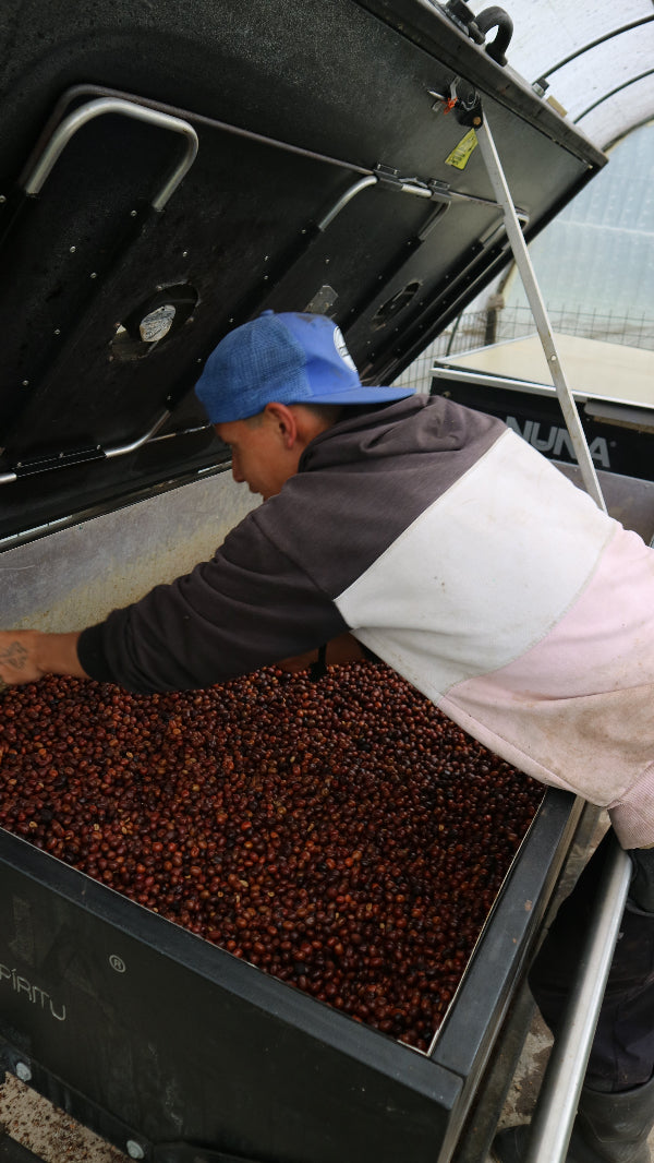 Alfonso from San Augustin sorting through a container of red Sidra coffee cherries.
