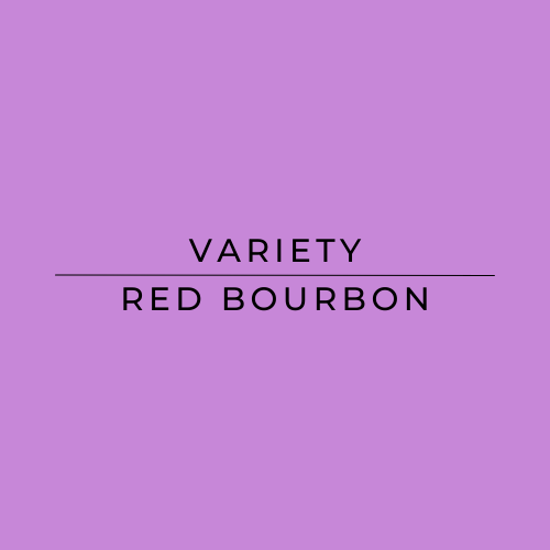 Purple background with 'Variety Red Bourbon' text