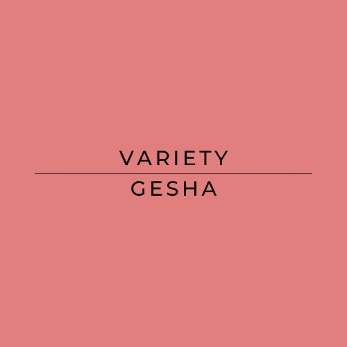 Text 'VARIETY GESHA' on a pink background