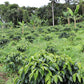 Coffee plantation with coffee trees and banana plants in a lush green landscape.