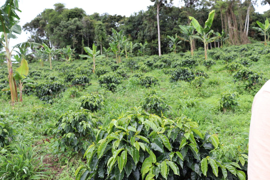 Coffee plantation with coffee trees and banana plants in a lush green landscape.