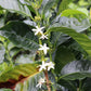 Coffee plant with green leaves and white flowers