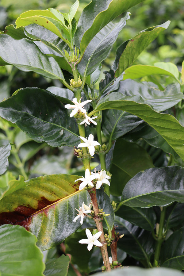 Coffee plant with green leaves and white flowers