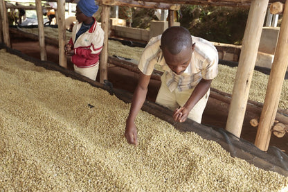 Washed Coffee Parchment in Burundi