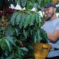 Coffee Farmer Brayan Smith picking cherries in Colombia at his farm Las Brisas.