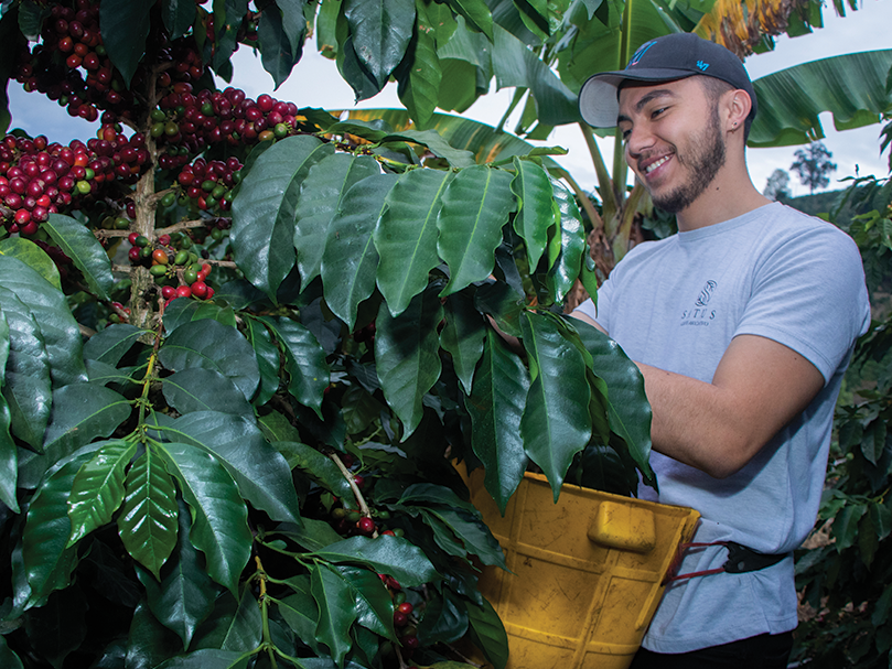 Coffee Farmer Brayan Smith picking cherries in Colombia at his farm Las Brisas.