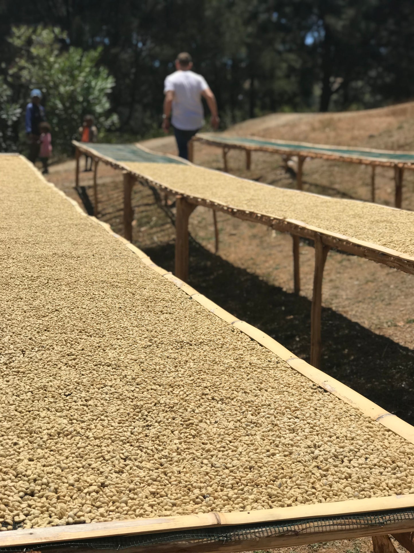 Harmony Coffee Roasters | Wholesale Coffee York | Coffee Farmers